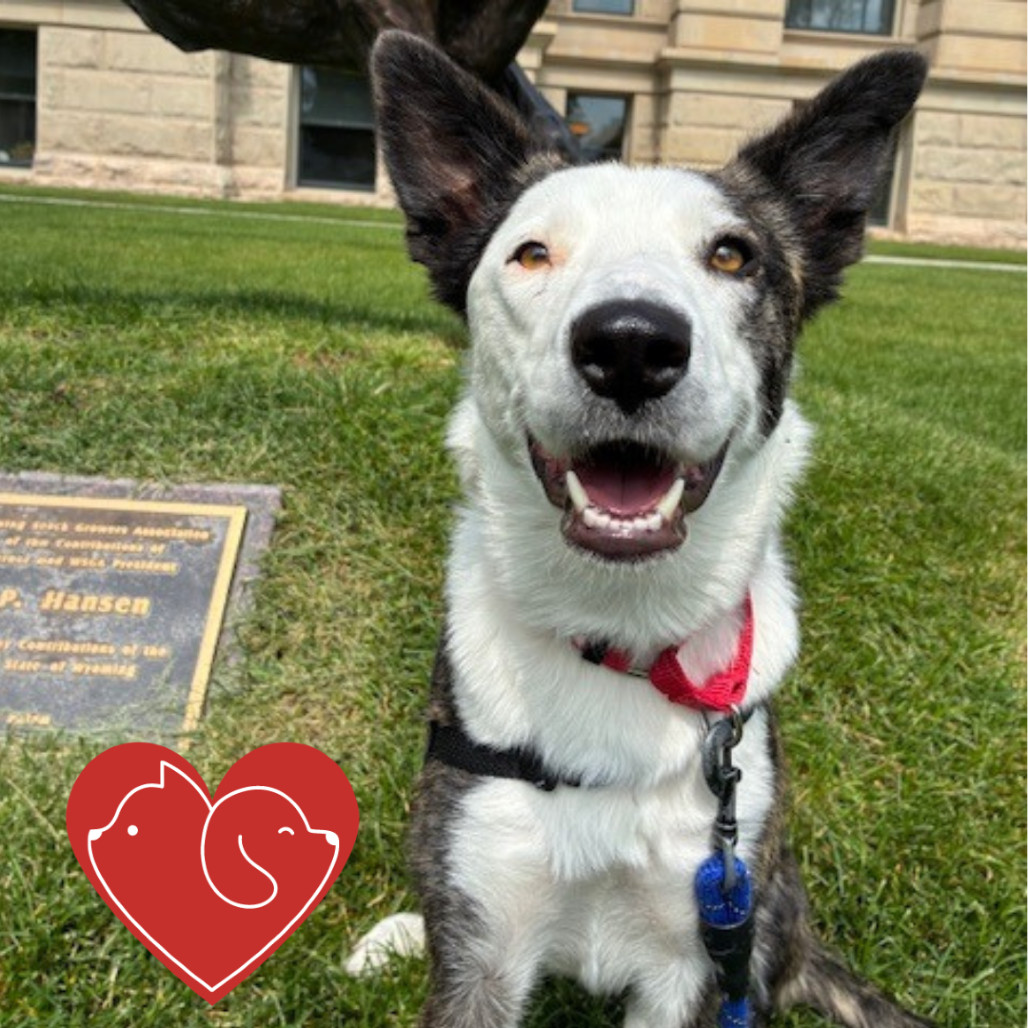 Quinn, an adoptable Mixed Breed in Cheyenne, WY, 82007 | Photo Image 1