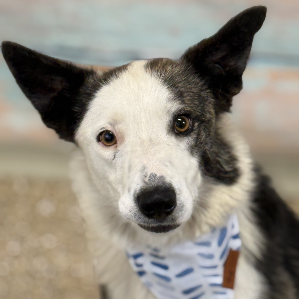 Quinn, an adoptable Mixed Breed in Cheyenne, WY, 82007 | Photo Image 2