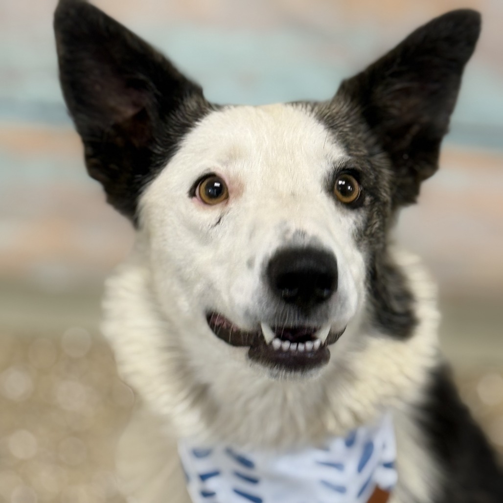 Quinn, an adoptable Mixed Breed in Cheyenne, WY, 82007 | Photo Image 3