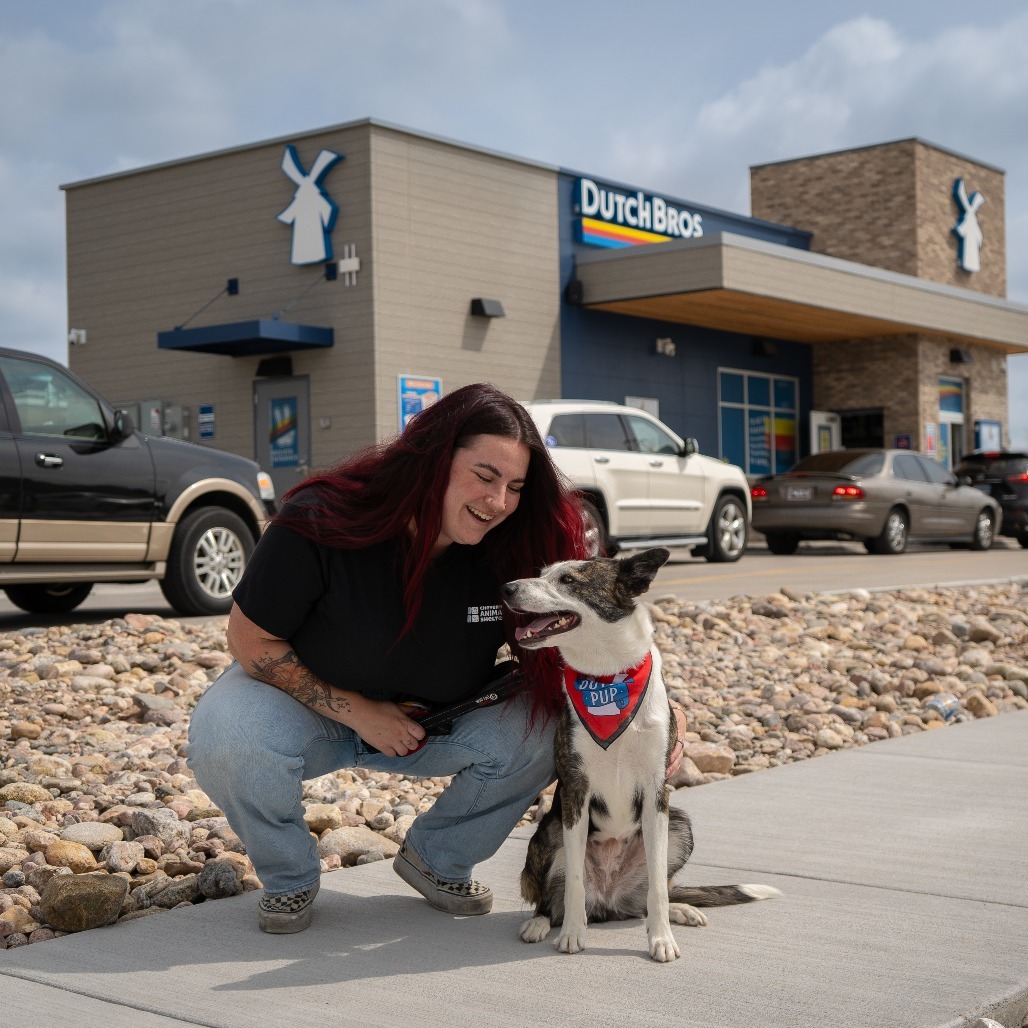 Quinn, an adoptable Mixed Breed in Cheyenne, WY, 82007 | Photo Image 5