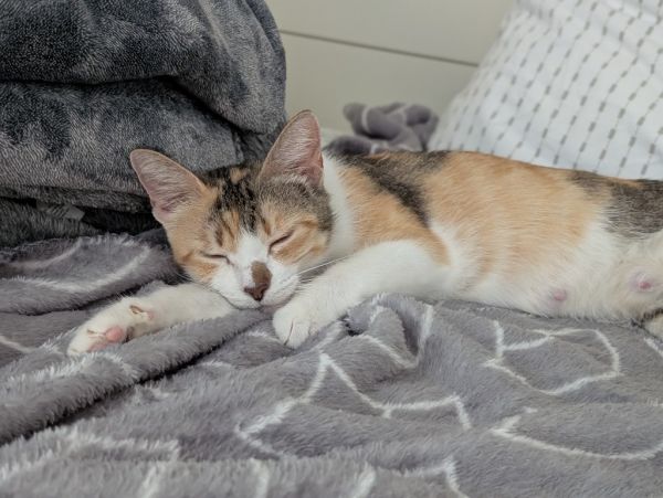 Darcy thumbnail 3