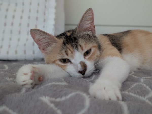 Darcy thumbnail 4