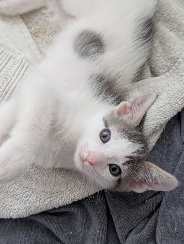 Milo