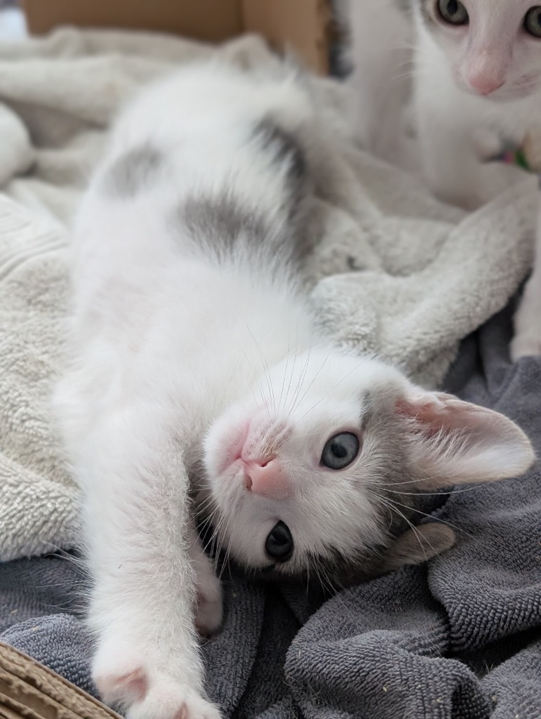 Milo
