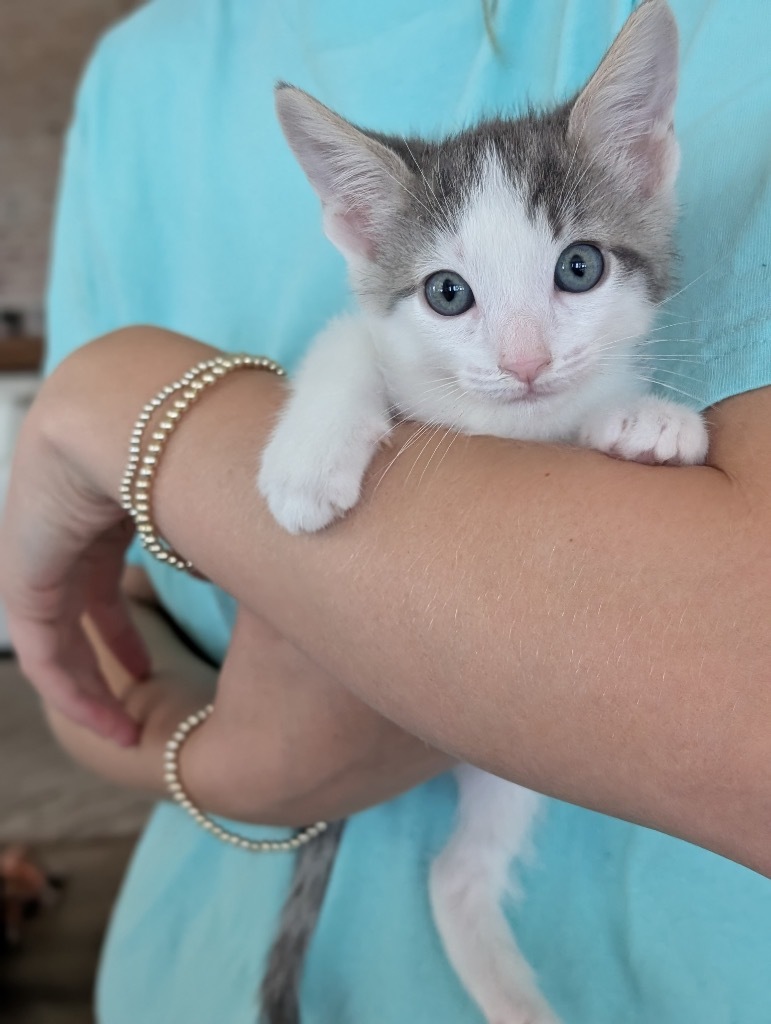 Milo