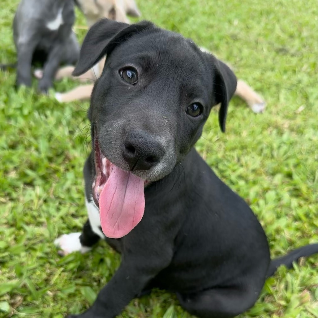 Sonny and Cher Litter: Monday, an adoptable Mixed Breed in Keaau, HI, 96749 | Photo Image 1