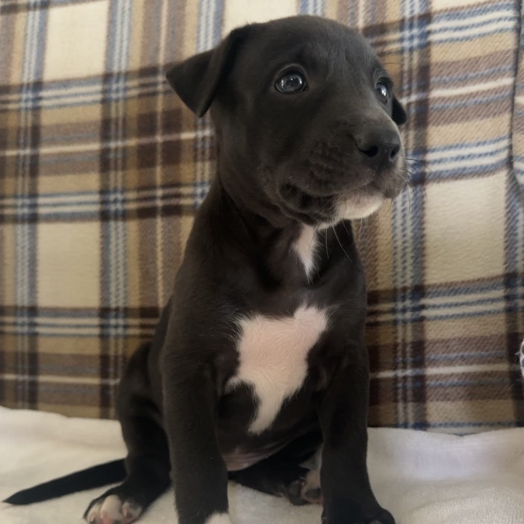 Sonny and Cher Litter: Monday, an adoptable Mixed Breed in Keaau, HI, 96749 | Photo Image 2