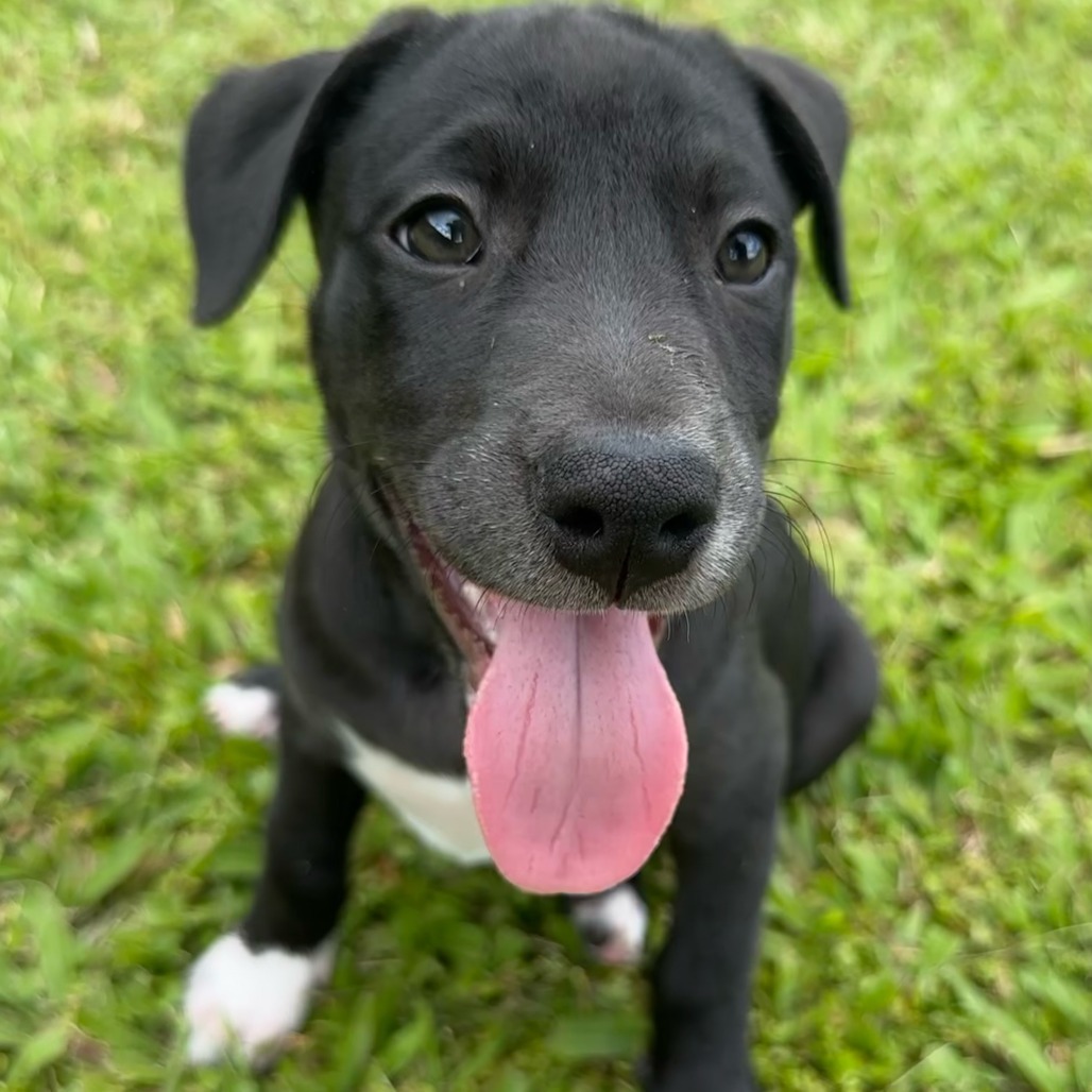 Sonny and Cher Litter: Monday, an adoptable Mixed Breed in Keaau, HI, 96749 | Photo Image 3