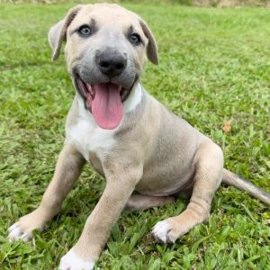 Sonny and Cher Litter: Beat (COH-A-64443)