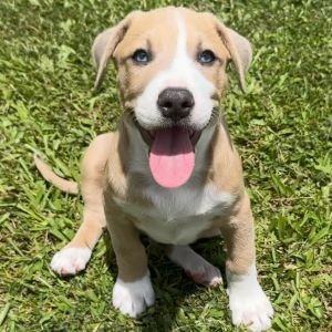Sonny and Cher Litter: Cowboy (COH-A-64445)