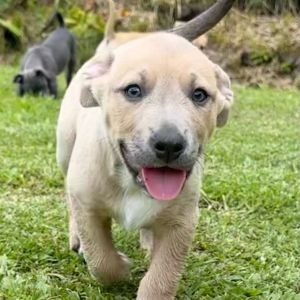 Sonny and Cher Litter: Little Man (COH-A-64442)