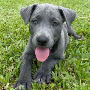 Sonny and Cher Litter: Rain (COH-A-64440)
