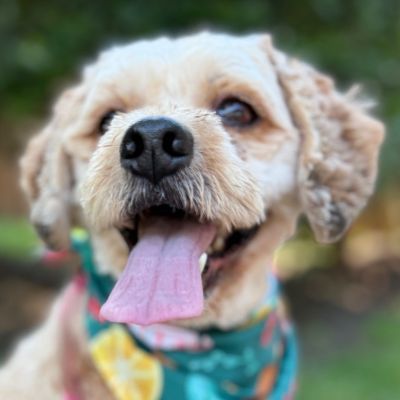 Bertie, an adoptable Cockapoo in Arlington, VA, 22206 | Photo Image 1