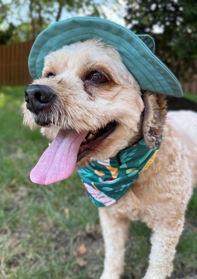 Bertie, an adoptable Cockapoo in Arlington, VA, 22206 | Photo Image 2