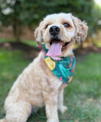Bertie, an adoptable Cockapoo in Arlington, VA, 22206 | Photo Image 3