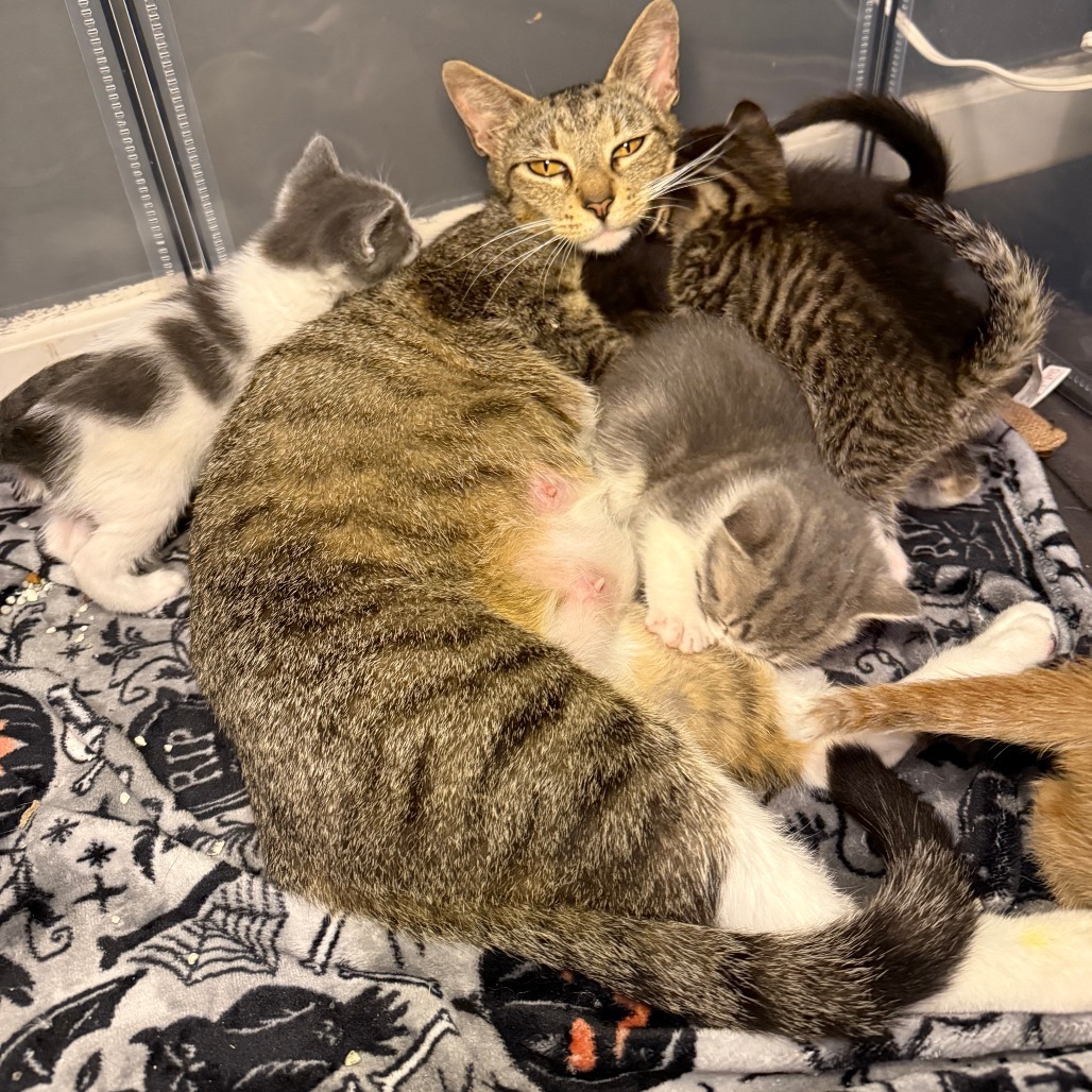 Mama GrapeNuts