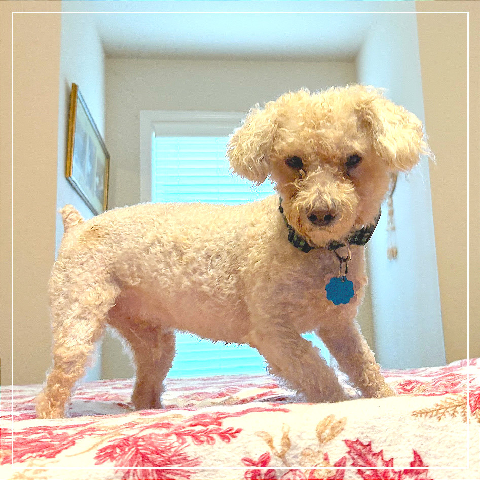 Snickerdoodle
