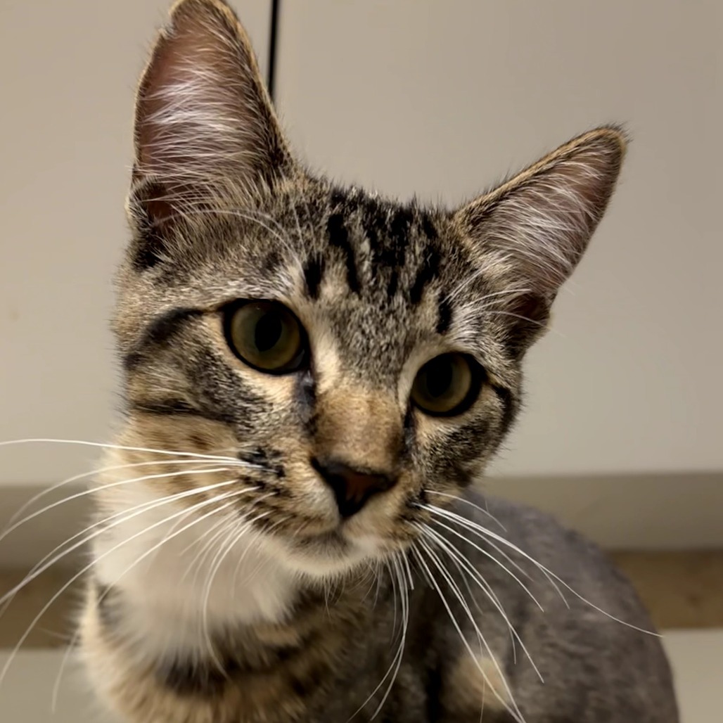 Zuko