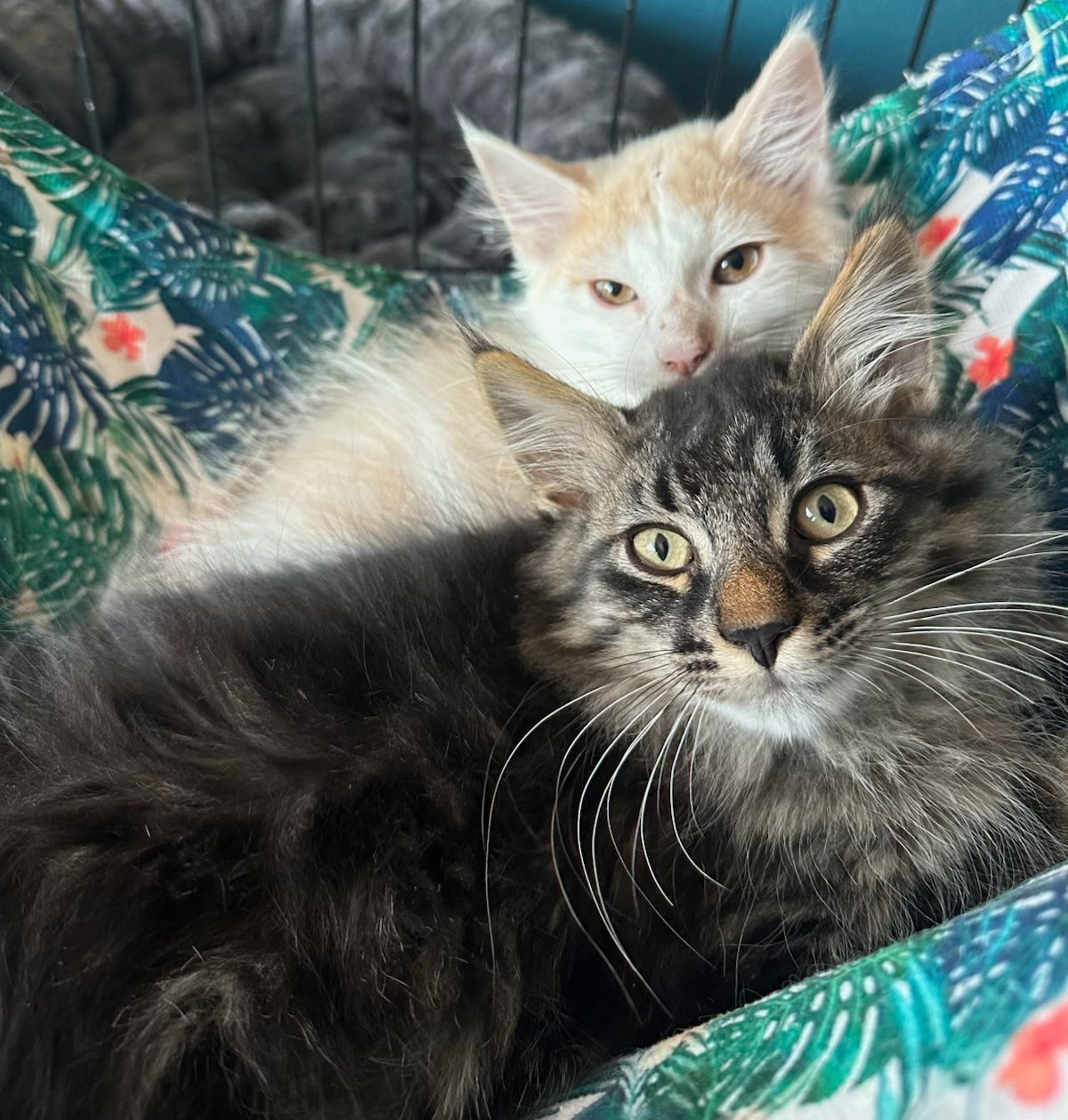 Claydol, an adoptable Domestic Medium Hair in Colorado Springs, CO, 80908 | Photo Image 1