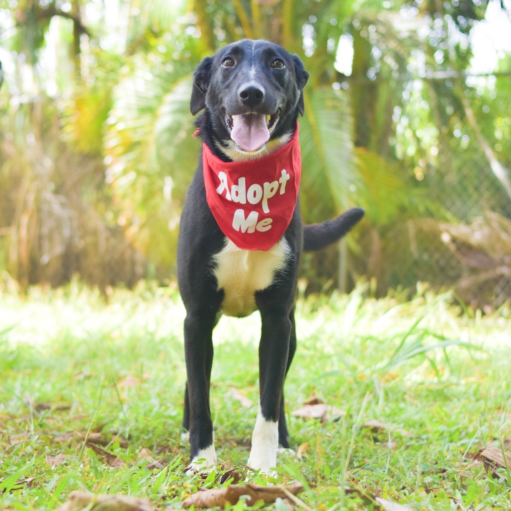 Parker, an adoptable Mixed Breed in Kailua Kona, HI, 96740 | Photo Image 1