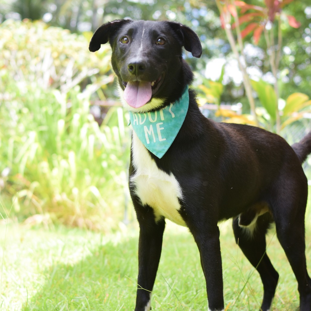 Parker, an adoptable Mixed Breed in Kailua Kona, HI, 96740 | Photo Image 2