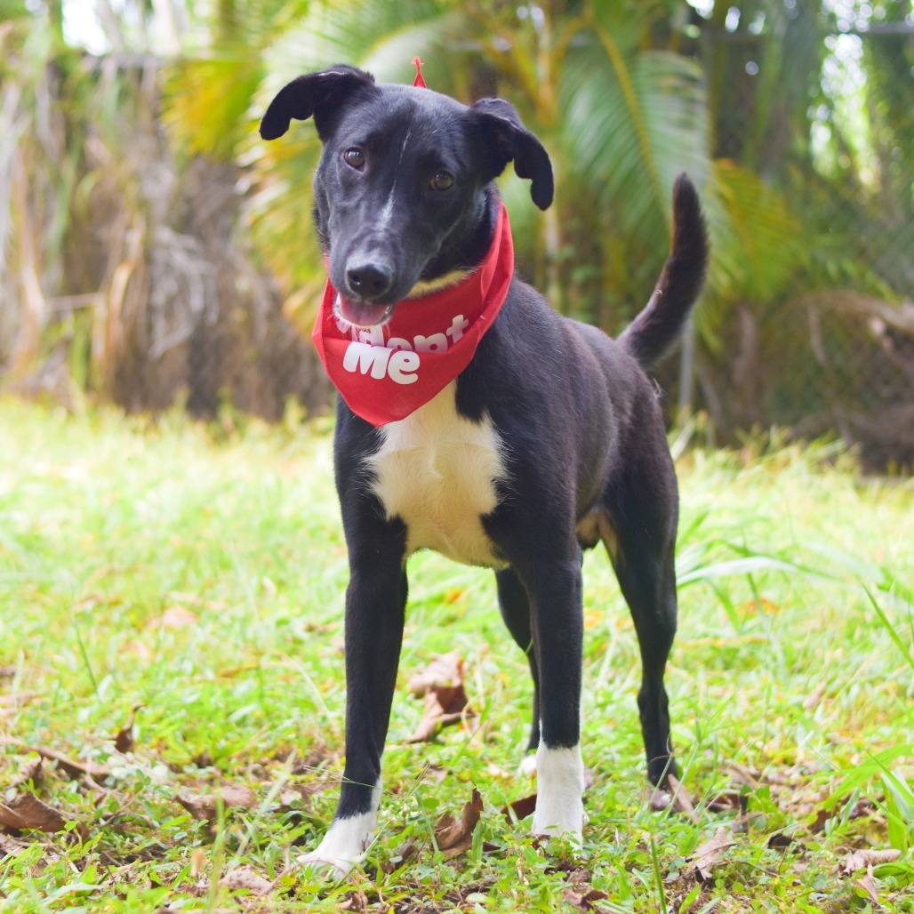 Parker, an adoptable Mixed Breed in Kailua Kona, HI, 96740 | Photo Image 3