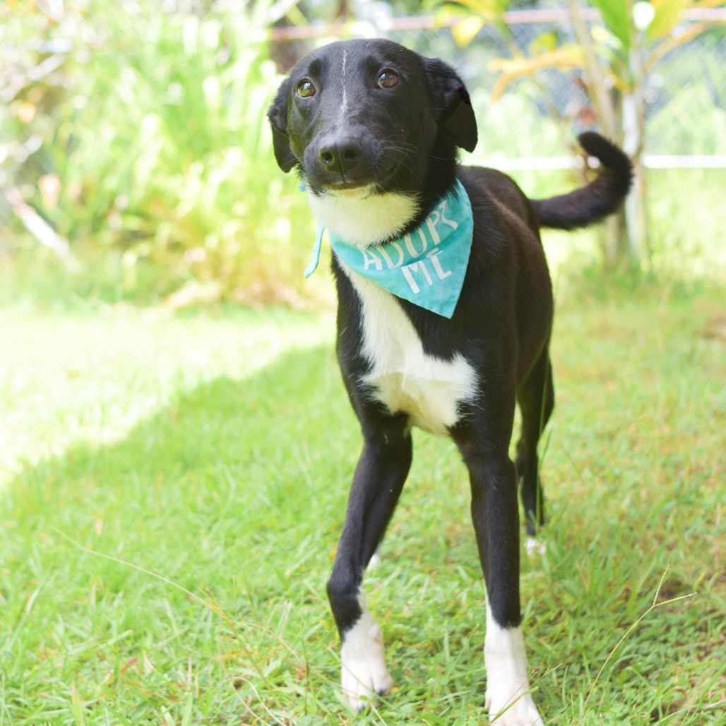 Parker, an adoptable Mixed Breed in Kailua Kona, HI, 96740 | Photo Image 4