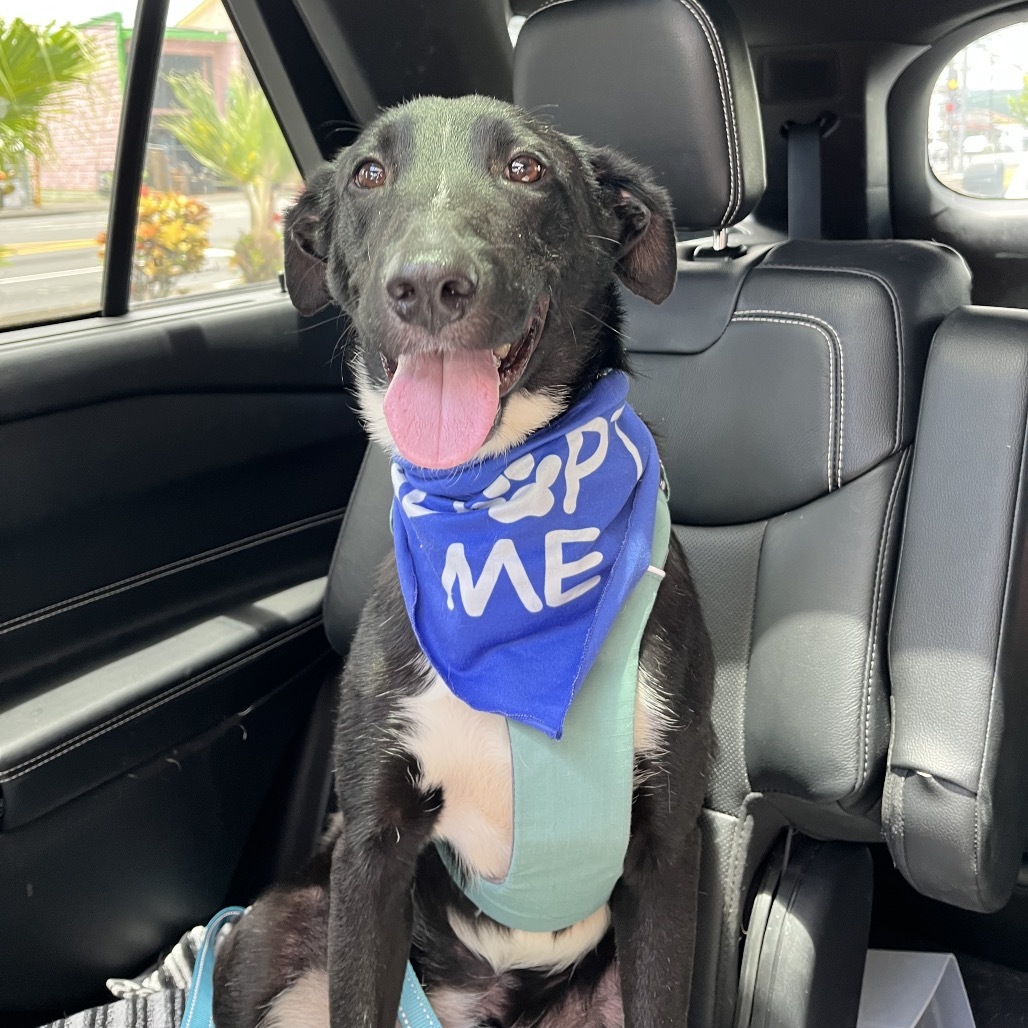 Parker, an adoptable Mixed Breed in Kailua Kona, HI, 96740 | Photo Image 5