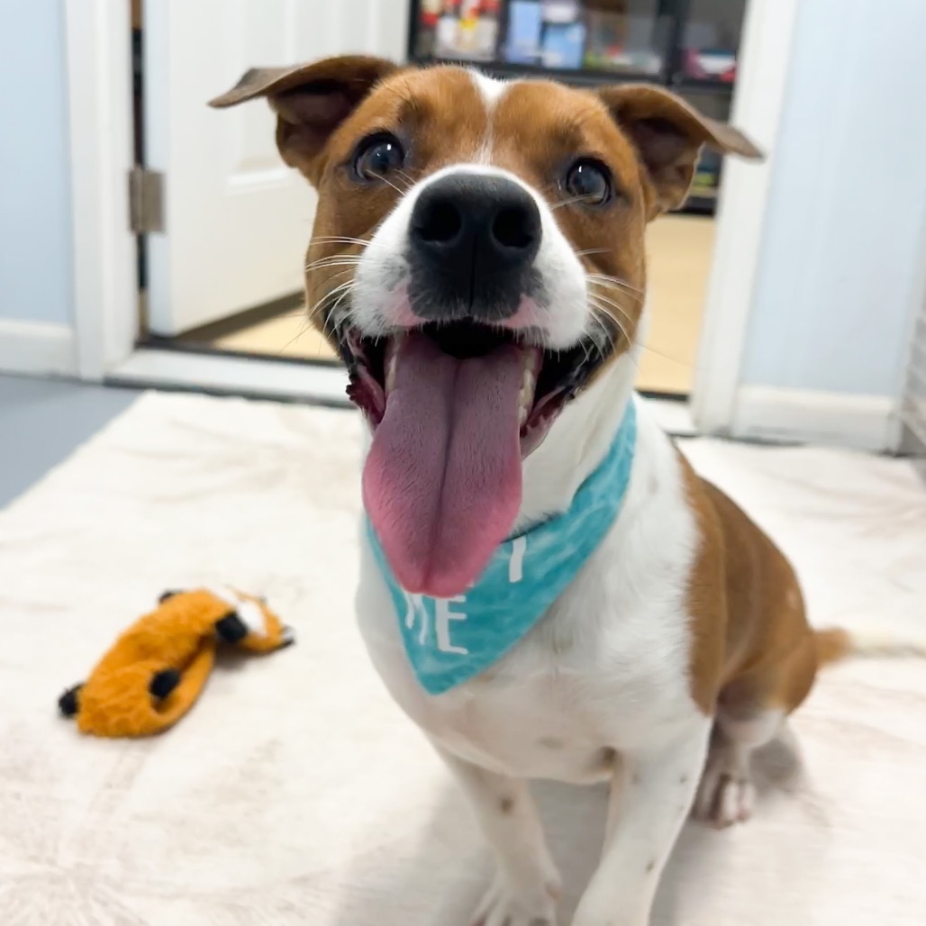 Westley, an adoptable Mixed Breed in Kailua Kona, HI, 96740 | Photo Image 1
