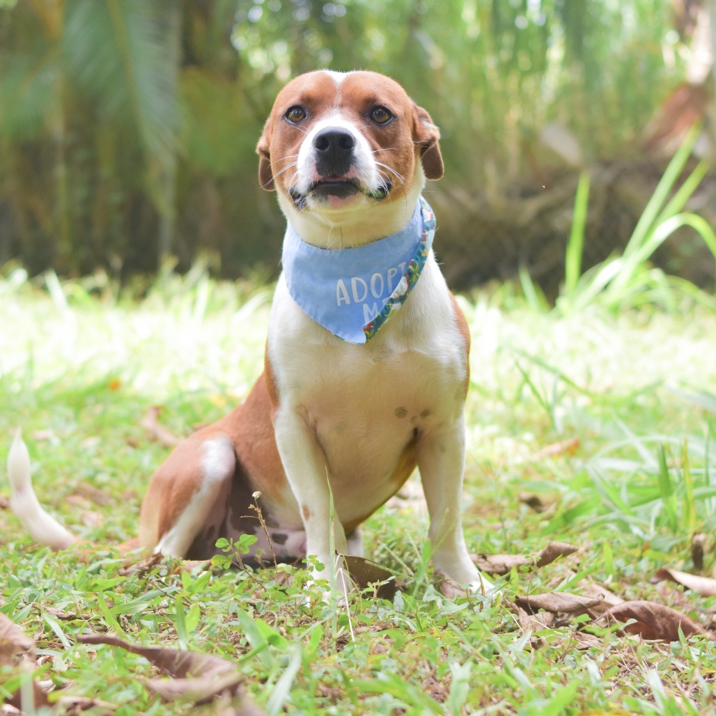 Westley, an adoptable Mixed Breed in Kailua Kona, HI, 96740 | Photo Image 2