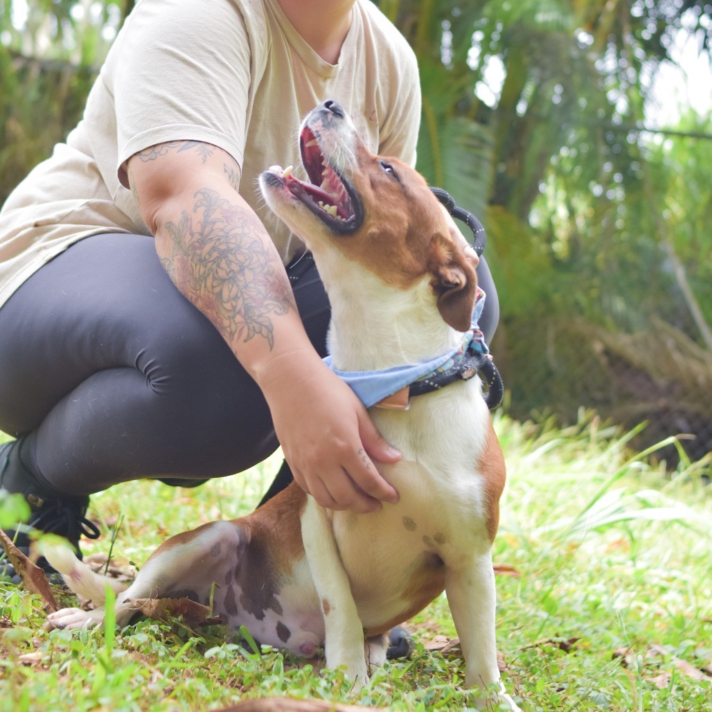 Westley, an adoptable Mixed Breed in Kailua Kona, HI, 96740 | Photo Image 3