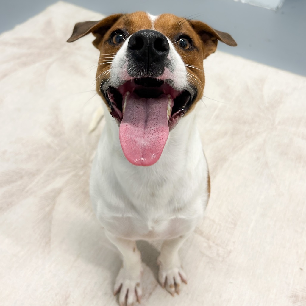 Westley, an adoptable Mixed Breed in Kailua Kona, HI, 96740 | Photo Image 4