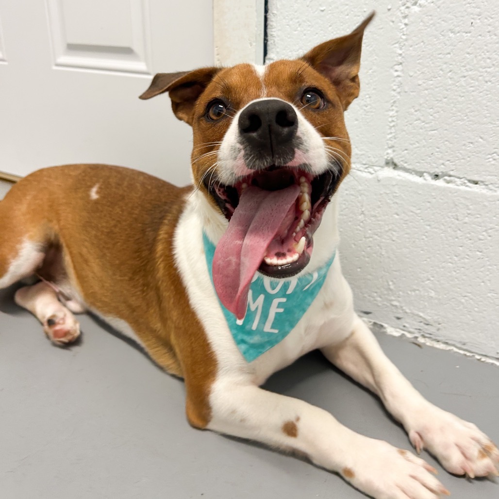 Westley, an adoptable Mixed Breed in Kailua Kona, HI, 96740 | Photo Image 5