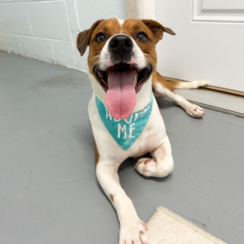 Westley, an adoptable Mixed Breed in Kailua Kona, HI, 96740 | Photo Image 6