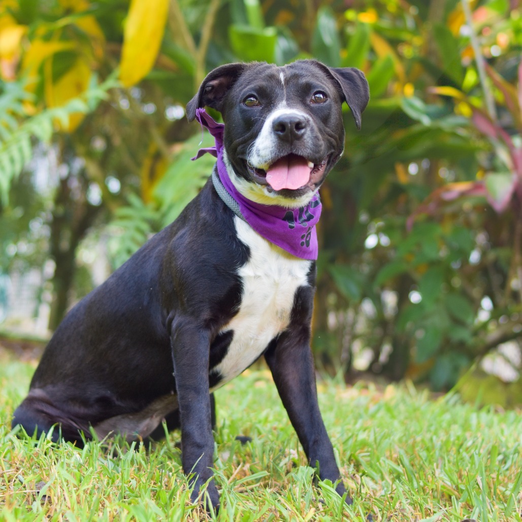 Olive, an adoptable Mixed Breed in Kailua Kona, HI, 96740 | Photo Image 1