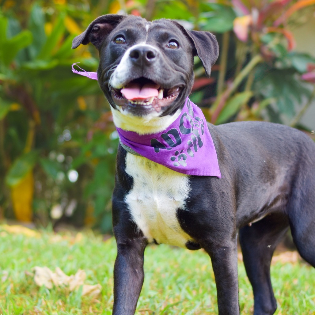 Olive, an adoptable Mixed Breed in Kailua Kona, HI, 96740 | Photo Image 2