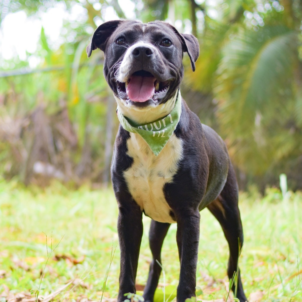 Olive, an adoptable Mixed Breed in Kailua Kona, HI, 96740 | Photo Image 3
