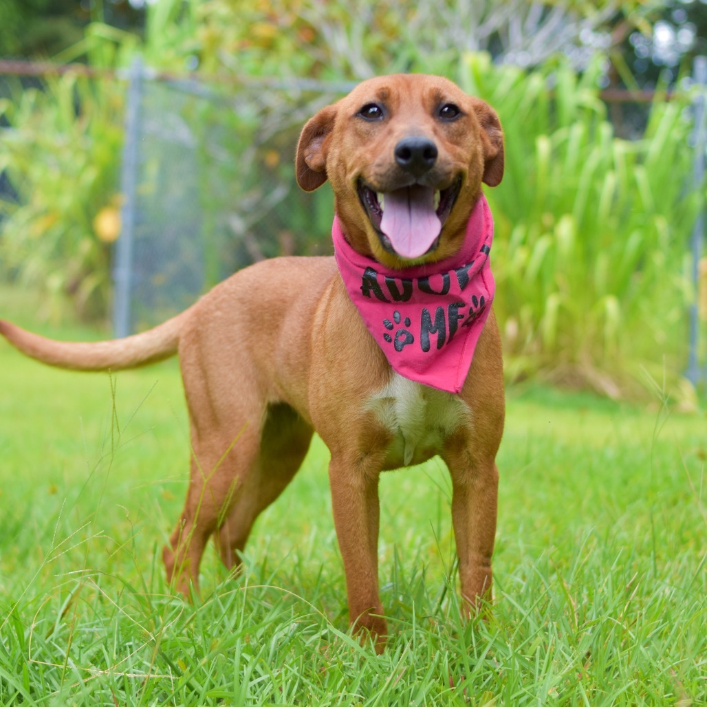 Ruby, an adoptable Mixed Breed in Kailua Kona, HI, 96740 | Photo Image 1