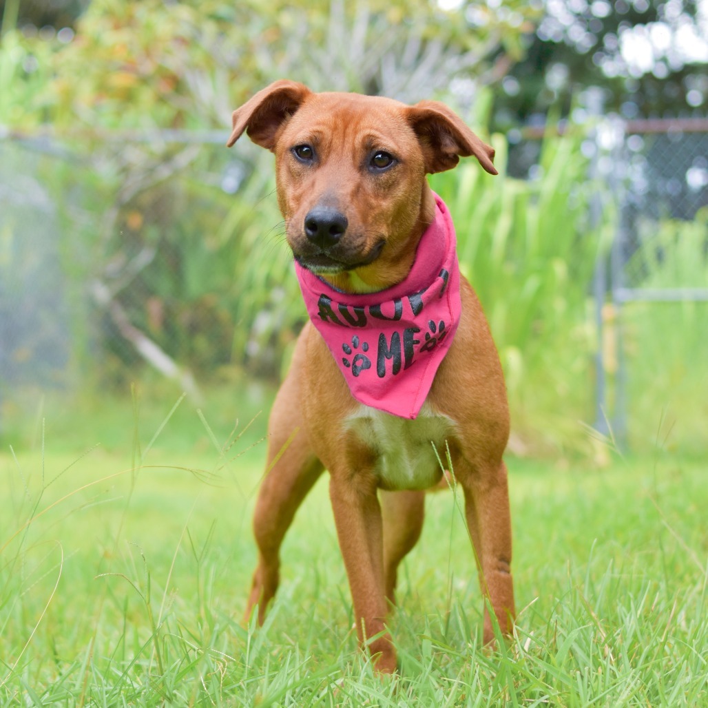 Ruby, an adoptable Mixed Breed in Kailua Kona, HI, 96740 | Photo Image 2