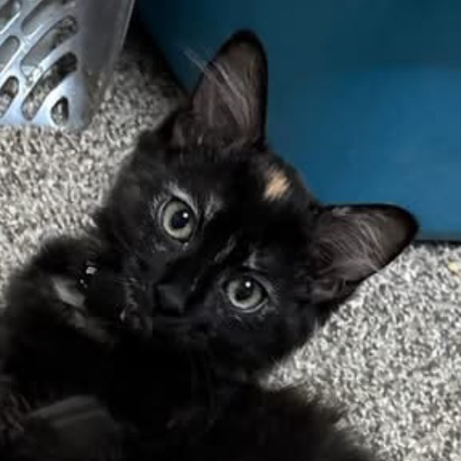 Hissi, an adoptable Domestic Medium Hair in Bismarck, ND, 58507 | Photo Image 1