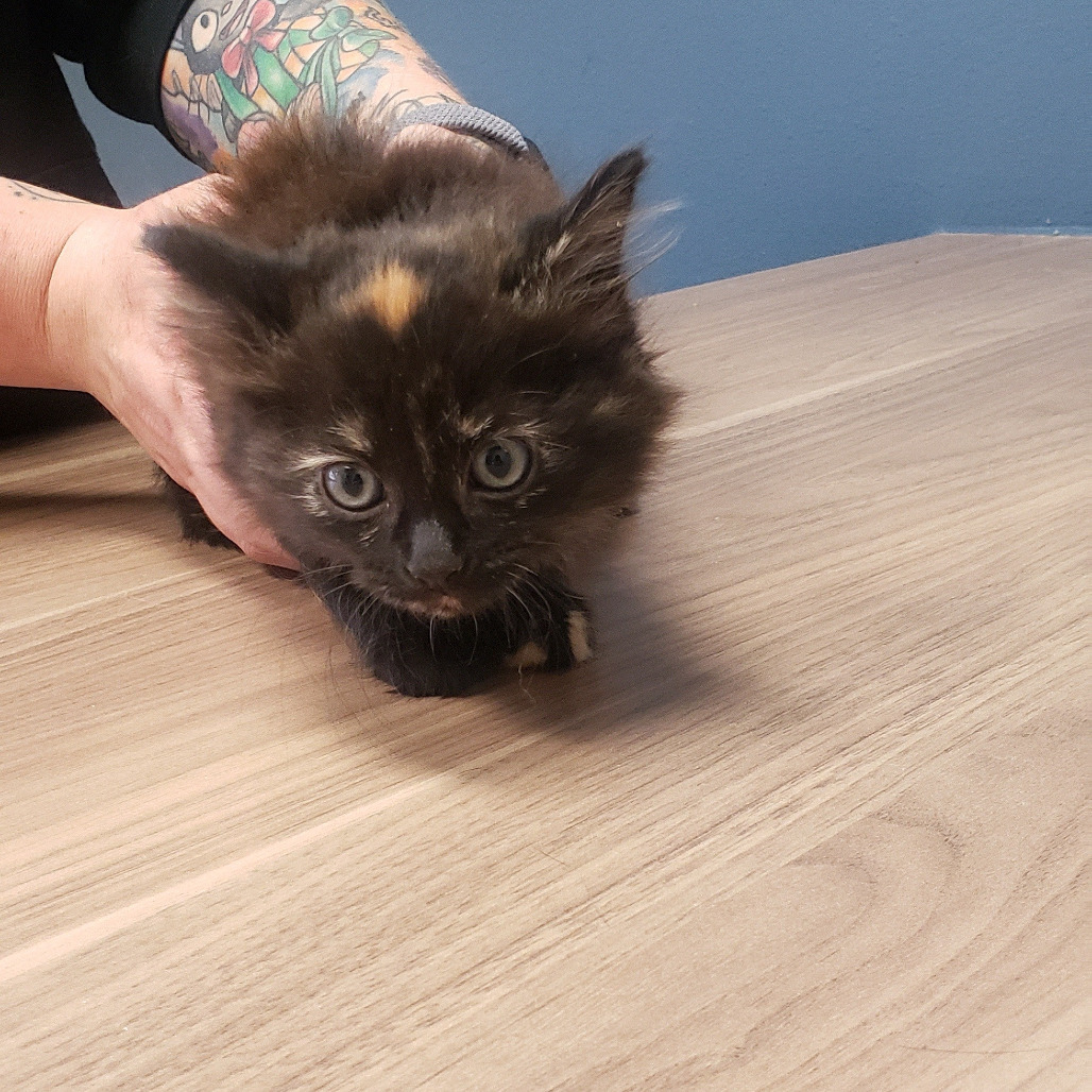 Hissi, an adoptable Domestic Medium Hair in Bismarck, ND, 58507 | Photo Image 2