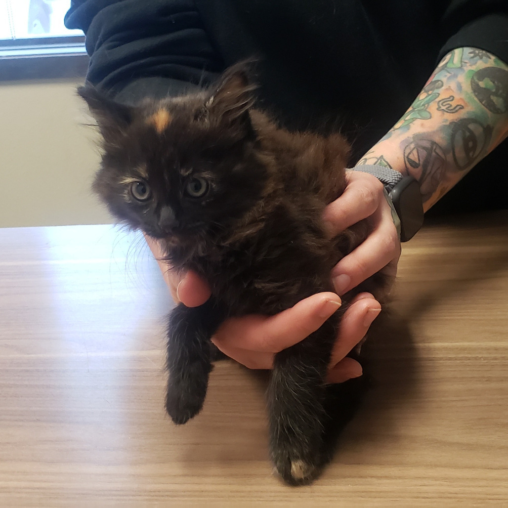 Hissi, an adoptable Domestic Medium Hair in Bismarck, ND, 58507 | Photo Image 3