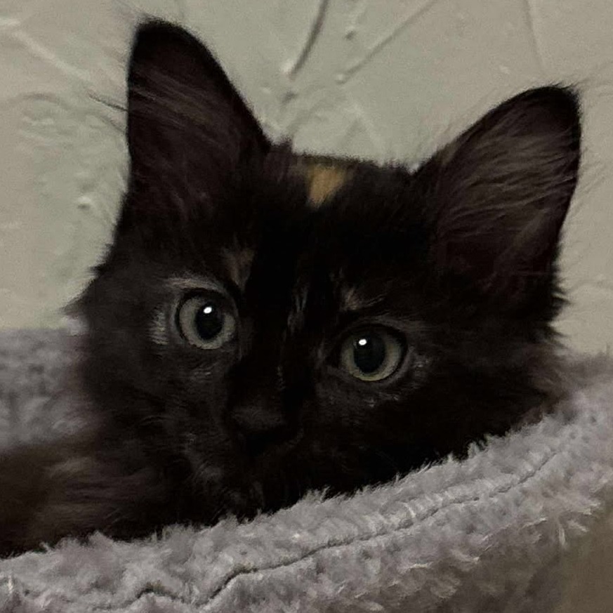 Hissi, an adoptable Domestic Medium Hair in Bismarck, ND, 58507 | Photo Image 4