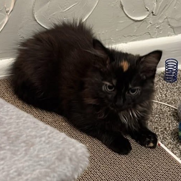 Hissi, an adoptable Domestic Medium Hair in Bismarck, ND, 58507 | Photo Image 5