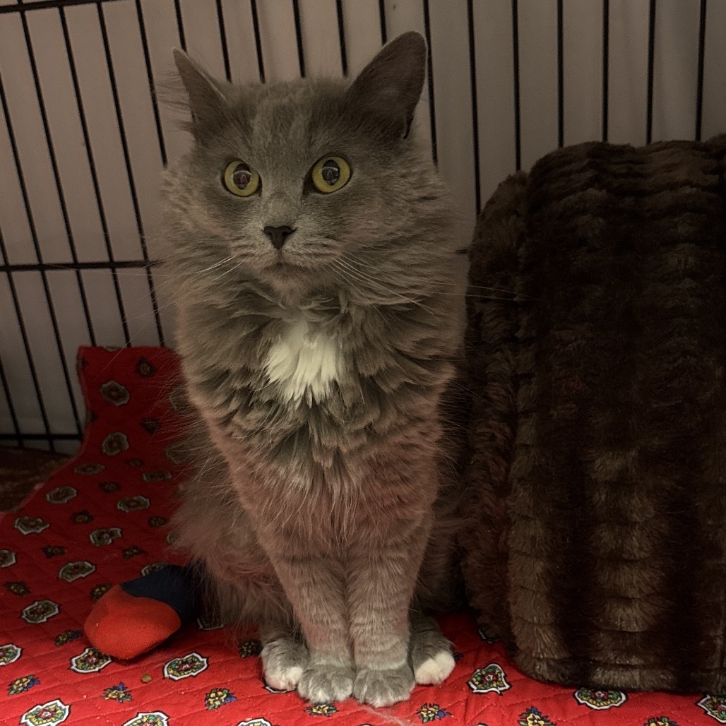 Maya, an adoptable Domestic Medium Hair in Bismarck, ND, 58507 | Photo Image 1