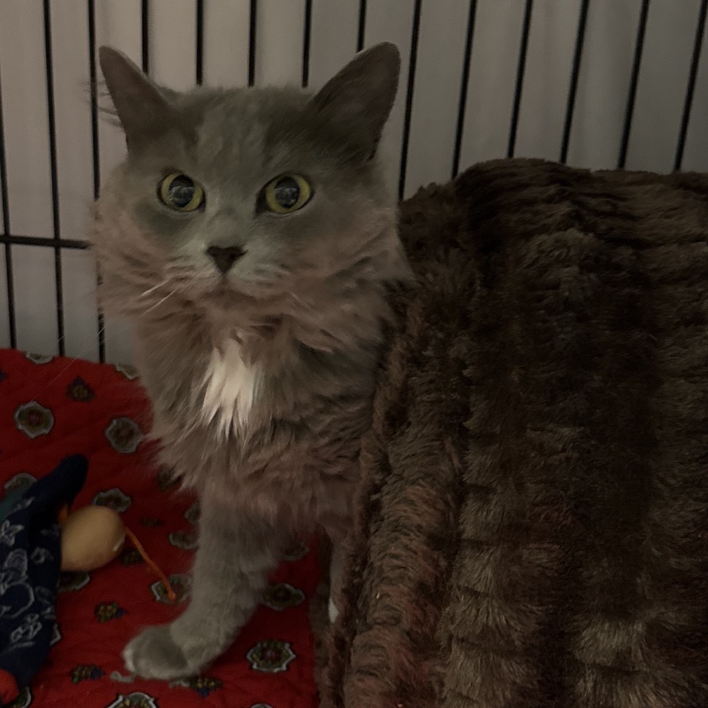 Maya, an adoptable Domestic Medium Hair in Bismarck, ND, 58507 | Photo Image 2