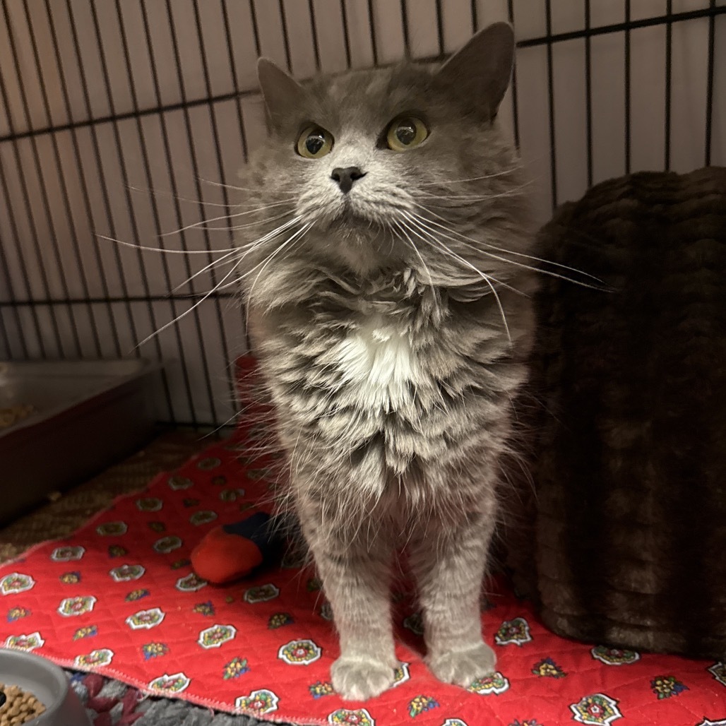 Maya, an adoptable Domestic Medium Hair in Bismarck, ND, 58507 | Photo Image 3
