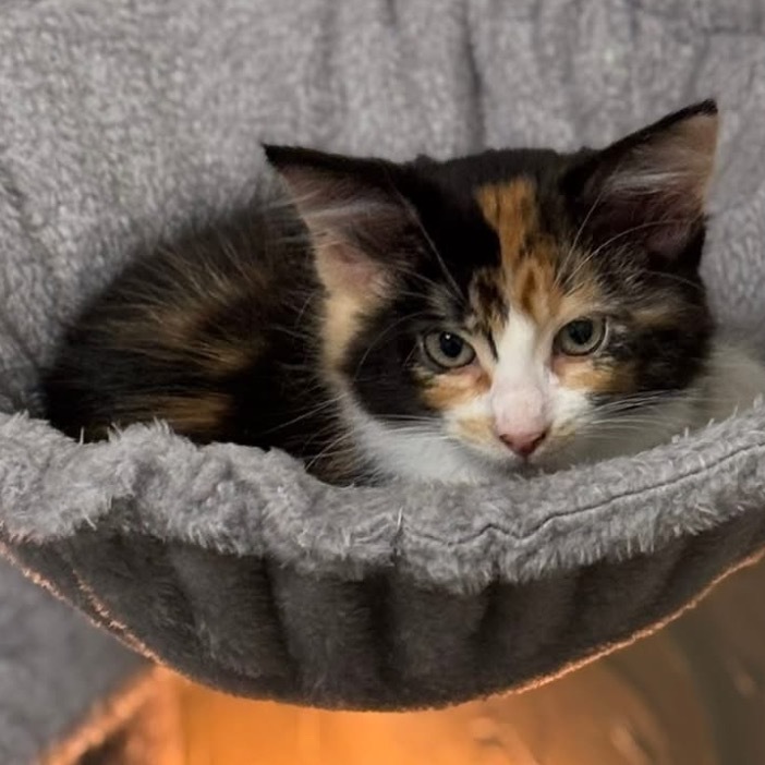 Yara, an adoptable Domestic Medium Hair in Bismarck, ND, 58507 | Photo Image 1