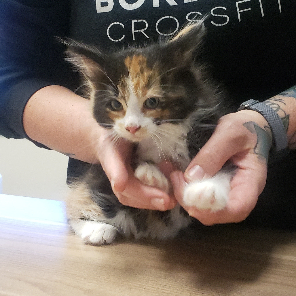 Yara, an adoptable Domestic Medium Hair in Bismarck, ND, 58507 | Photo Image 2