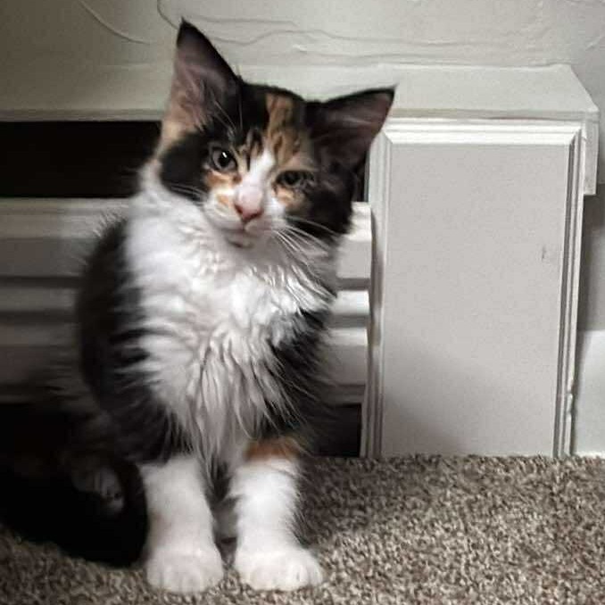 Yara, an adoptable Domestic Medium Hair in Bismarck, ND, 58507 | Photo Image 3